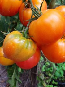 Karma Peach paradicsom - Paradicsom különlegességek az Egzotikus Növények Stúdiója kínálatából